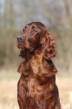 SETTER IRLANDAIS 432
